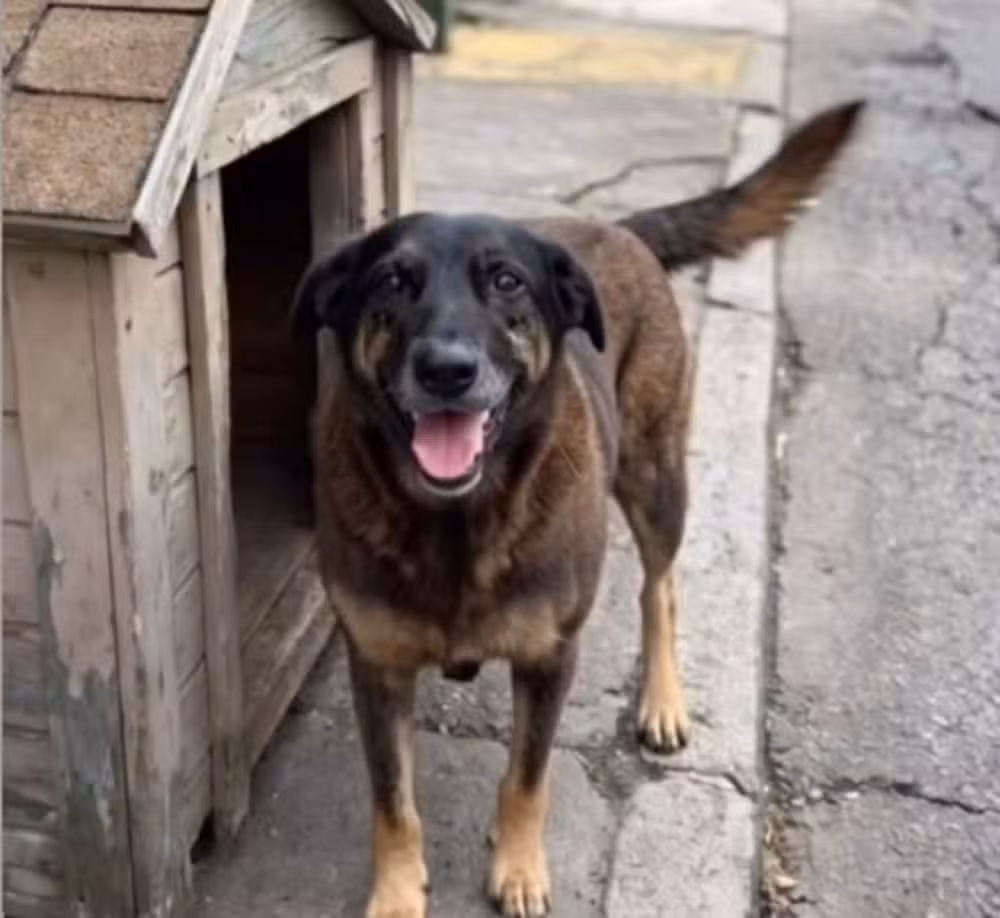 Cão Orelha