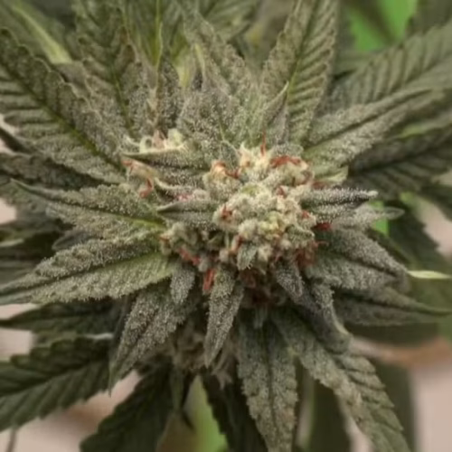 Detalhes de uma flor de cannabis