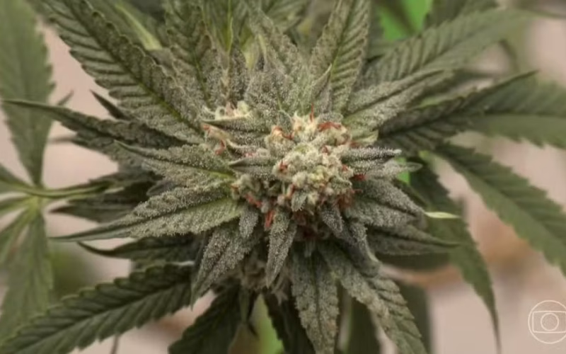 Detalhes de uma flor de cannabis