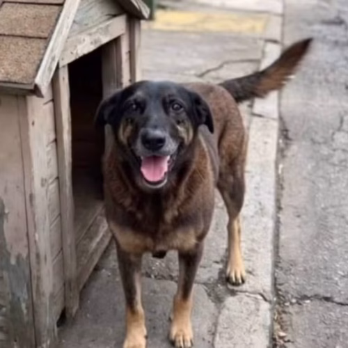 Cão Orelha