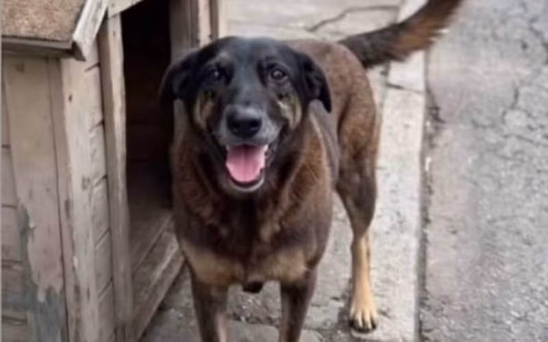 Cão Orelha